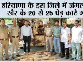 वाइल्ड लाइफ व फारेस्ट टीम की संयुक्त कार्रवाई, जंगलों से खैर के 20 से 25 पेड़ काटे गए, 82 पीस बरामद Chhachhrauli