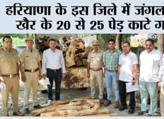 वाइल्ड लाइफ व फारेस्ट टीम की संयुक्त कार्रवाई, जंगलों से खैर के 20 से 25 पेड़ काटे गए, 82 पीस बरामद Chhachhrauli