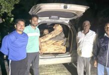 Chhachhrauli News
