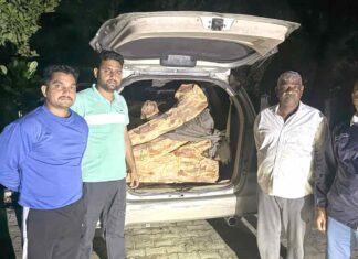 खैर से लदी इनोवा कार को फॉरेस्ट स्टाफ ने फिर से किया काबू Chhachhrauli News