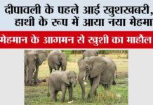 दीपावली के पहले आई खुशखबरी, नर हाथी के रूप में आया नया मेहमान Elephant News