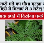 Gardening Tips