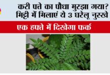 Gardening Tips
