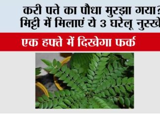Gardening Tips: करी पत्ते का पौधा मुरझा गया? मिट्टी में मिलाएं ये 3 घरेलू नुस्खे, एक हफ्ते में दिखेगा फर्क Gardening Tips