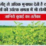Cultivation