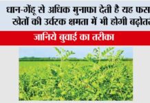 Cultivation