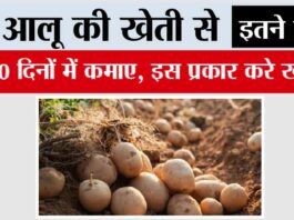 Grow Early Potatoes: आलू की खेती से कमाए 60 दिनों में इतने लाख, इस प्रकार करे खेती Grow Early Potatoes