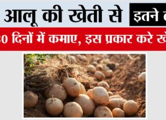 Grow Early Potatoes: आलू की खेती से कमाए 60 दिनों में इतने लाख, इस प्रकार करे खेती Grow Early Potatoes