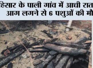 हिसार के पाली गांव में आधी रात को आग लगने से 6 पशुओं की मौत Hisar