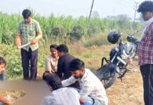 गोसेवा दल के सदस्यों ने घायल नीलगाय का कराया उपचार Kairana News