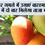 MANGO Plant Care