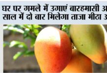 MANGO Plant Care
