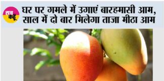 MANGO Plant Care