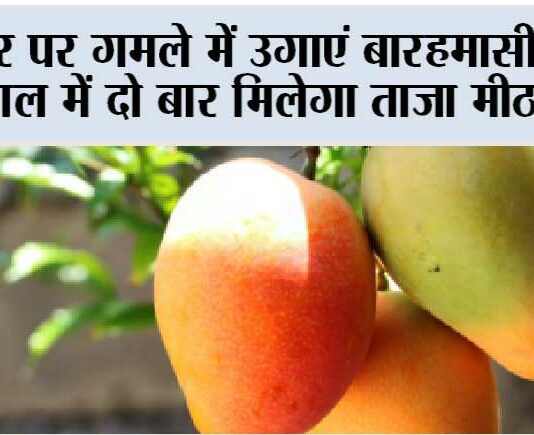 MANGO Plant Care