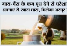Milk Production