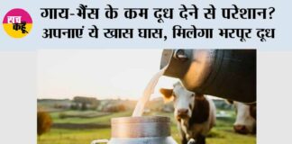 Milk Production