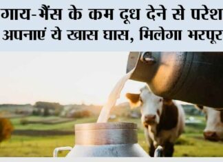 Milk Production