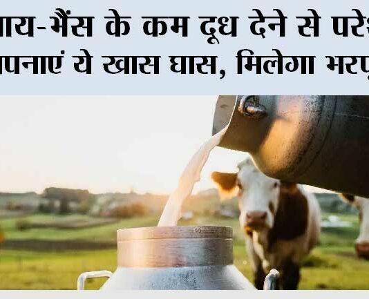 Milk Production