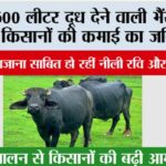 Nili Ravi Buffalo: 3500 लीटर दूध देने वाली भैंसें बनीं किसानों की कमाई का जरिया, ‘कुबेर का खजाना’ साबित हो रहीं नीली रवि और मुरहा नस्लें Nili Ravi Buffalo