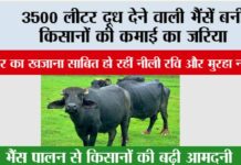 Nili Ravi Buffalo: 3500 लीटर दूध देने वाली भैंसें बनीं किसानों की कमाई का जरिया, ‘कुबेर का खजाना’ साबित हो रहीं नीली रवि और मुरहा नस्लें Nili Ravi Buffalo