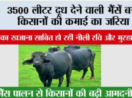 Nili Ravi Buffalo: 3500 लीटर दूध देने वाली भैंसें बनीं किसानों की कमाई का जरिया, ‘कुबेर का खजाना’ साबित हो रहीं नीली रवि और मुरहा नस्लें Nili Ravi Buffalo