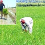 Punjab Government News: मान सरकार है किसानों के साथ: धान की एक-एक बोरी खरीदने का वादा, किसानों को मिल रही पूरी कीमत Punjab Government News