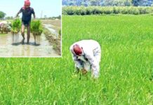 Punjab Government News: मान सरकार है किसानों के साथ: धान की एक-एक बोरी खरीदने का वादा, किसानों को मिल रही पूरी कीमत Punjab Government News