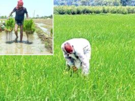 Punjab Government News: मान सरकार है किसानों के साथ: धान की एक-एक बोरी खरीदने का वादा, किसानों को मिल रही पूरी कीमत Punjab Government News