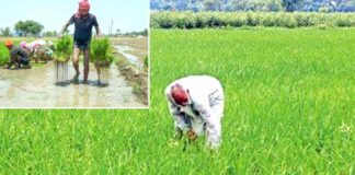Punjab Government News