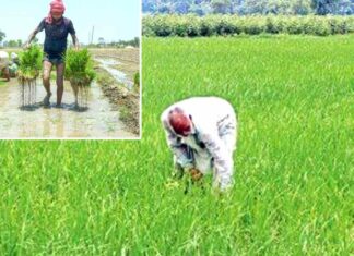 Punjab Government News: मान सरकार है किसानों के साथ: धान की एक-एक बोरी खरीदने का वादा, किसानों को मिल रही पूरी कीमत Punjab Government News