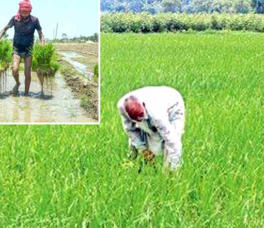Punjab Government News: मान सरकार है किसानों के साथ: धान की एक-एक बोरी खरीदने का वादा, किसानों को मिल रही पूरी कीमत Punjab Government News