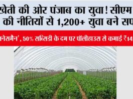 खेती की ओर पंजाब का युवा! CM मान की नीतियों से 1,200+ युवा बने सफल ‘कृषि-बिजनेसमैन’, 50% सब्सिडी के दम पर पॉलीहाउस से कमाई ₹14 लाख पार! Punjab News