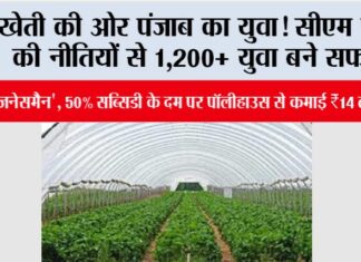 खेती की ओर पंजाब का युवा! CM मान की नीतियों से 1,200+ युवा बने सफल ‘कृषि-बिजनेसमैन’, 50% सब्सिडी के दम पर पॉलीहाउस से कमाई ₹14 लाख पार! Punjab News