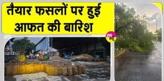Sirsa Rains