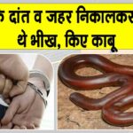 Snake News: सांप का विष व दांत निकालकर भीख मांगने वालों को पकड़ा, सांप मुक्त कराए Snake News