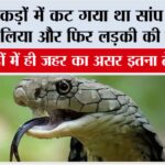 Snake News: 3 टुकड़ों में कट गया था सांप फिर भी डंस लिया और फिर लड़की की गई जान Snake News