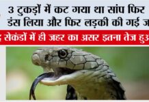 Snake News: 3 टुकड़ों में कट गया था सांप फिर भी डंस लिया और फिर लड़की की गई जान Snake News