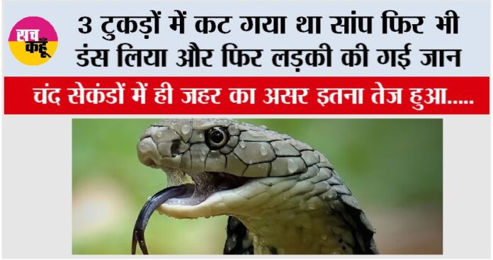 Snake News Snake News