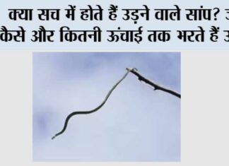Snakes News: क्या सच में होते हैं उड़ने वाले सांप? जानें कैसे और कितनी ऊंचाई तक भरते हैं उड़ान Snakes News