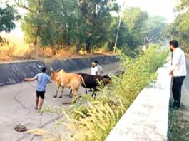 मानवता: बेजुबानों की पुकार पर फरिश्ता बनकर पहुँचे सेवादार Sunam Udham Singh Wala