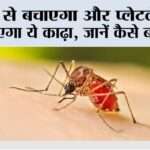 Dengue: डेंगू से बचाएगा और प्लेटलेट्स भी बढ़ाएगा ये काढ़ा, जानें कैसे बनता है…. Dengue