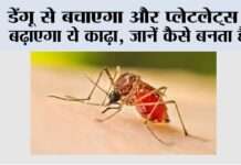 Dengue: डेंगू से बचाएगा और प्लेटलेट्स भी बढ़ाएगा ये काढ़ा, जानें कैसे बनता है…. Dengue