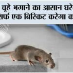 Home Remedy: घर से चूहे भगाने का आसान घरेलू तरीका, सिर्फ एक बिस्किट करेगा कमाल! Home Remedy