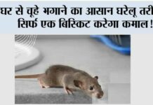 Home Remedy: घर से चूहे भगाने का आसान घरेलू तरीका, सिर्फ एक बिस्किट करेगा कमाल! Home Remedy