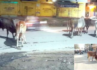 शहर की सड़को पर घूम रहे आवारा पशु, डीसी ने स्थाई समाधान के दिए निर्देश Kaithal News