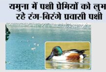 Kalesar National Park: यमुना में पक्षी प्रेमियों को लुभा रहे रंग-बिरंगे प्रवासी पक्षी Kalesar National Park