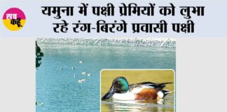 Kalesar National Park