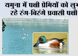 Kalesar National Park