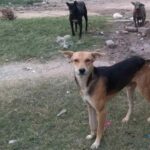 कलायत में पागल कुत्ते का आतंक, रेबीज संक्रमण फैलने की गहरी दहशत, अस्पताल में वैक्सीन खत्म Kaithal News