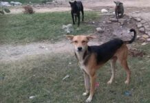 कलायत में पागल कुत्ते का आतंक, रेबीज संक्रमण फैलने की गहरी दहशत, अस्पताल में वैक्सीन खत्म Kaithal News